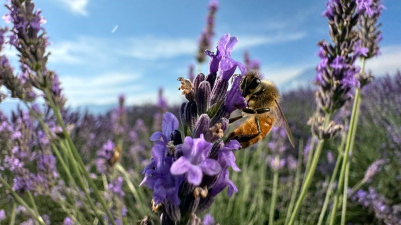 Smart HDR mới sẽ đảm bảo rằng các vùng sáng và tối đều nhau