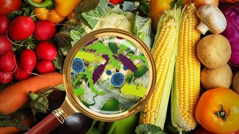  Nhiệt độ cao trong mùa nắng nóng là điều kiện lý tưởng để vi khuẩn phát triển mạnh