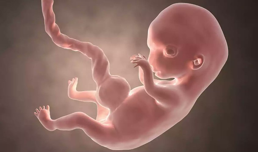 thai nhi 8 tuần tuổi phát triển trong bụng mẹ như thế nào