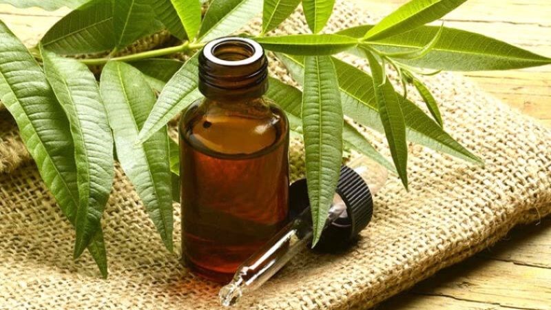Tinh dầu tràm trà có tác dụng sát khuẩn, kháng khuẩn khá tốt trên da