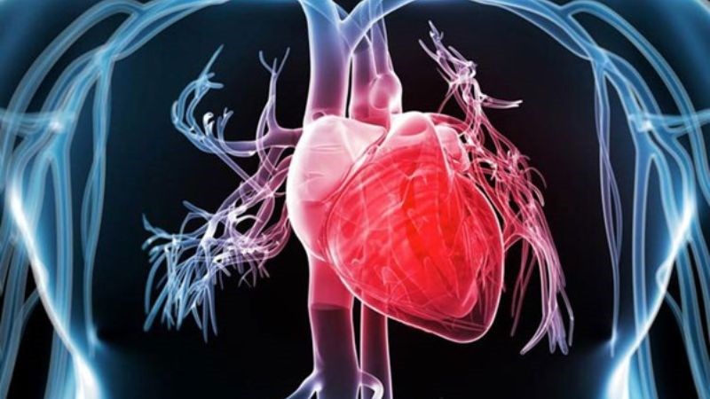 Suy giảm chức năng tim khiến máu ứ tại tim và phổi