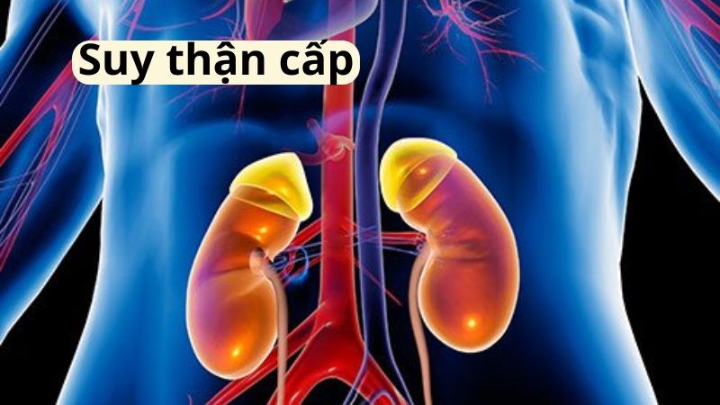 Suy thận cấp làm chức năng của phổi bị mất đột ngột
