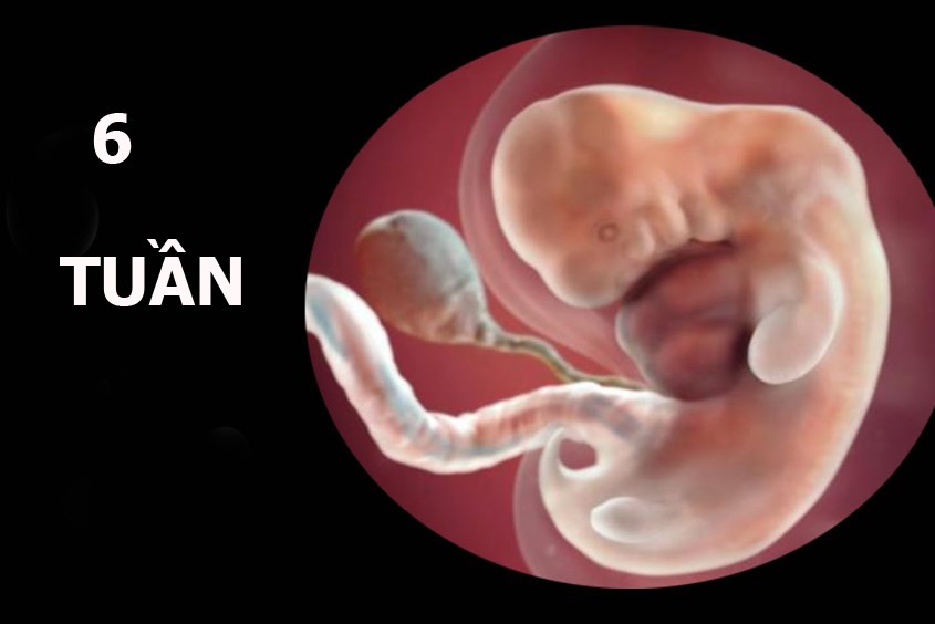 Hình ảnh thai nhi 6 tuần tuổi Hình ảnh thai nhi 6 tuần tuổi