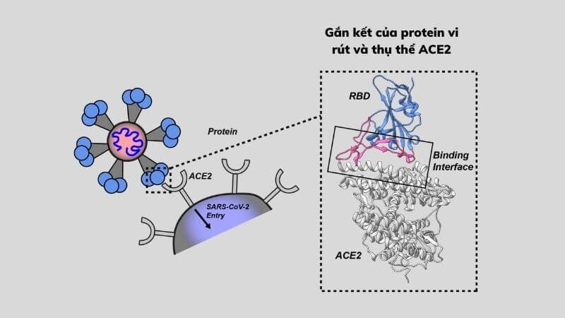 Virus  gắn kết thụ thể ACE2