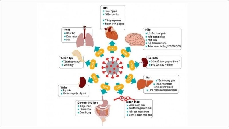 Các cơ quan virus hướng đến như phổi, tim, não, gan,...