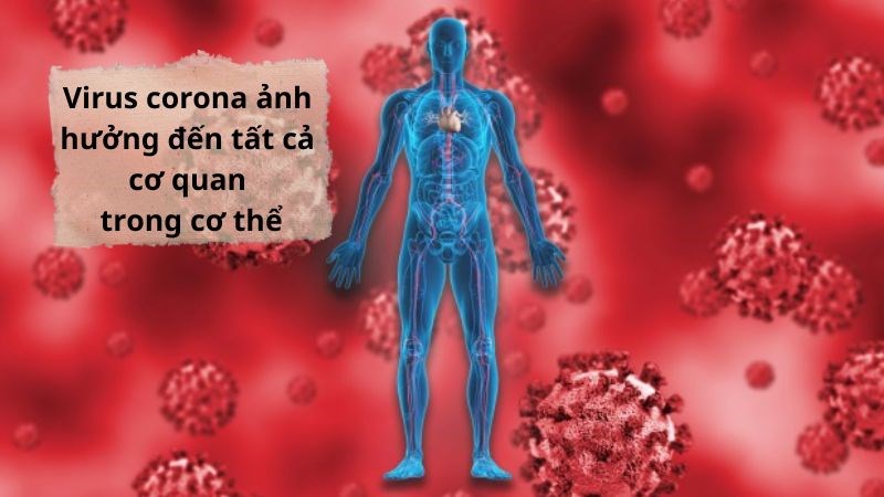 Covid-19 c&oacute; thể t&aacute;c động l&ecirc;n tất cả c&aacute;c cơ quan trong cơ thể