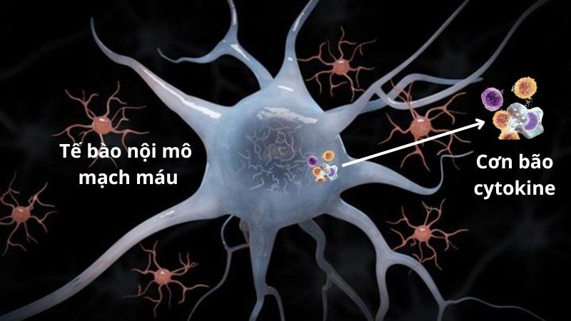 Cơn b&atilde;o cytokine c&oacute; thể tấn c&ocirc;ng v&agrave; l&agrave;m thay đổi cấu tr&uacute;c tế b&agrave;o nội m&ocirc; mạch m&aacute;u