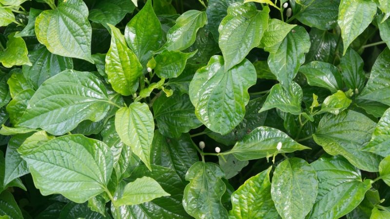 Tinh dầu lá lốt chứa hoạt chất chống viêm