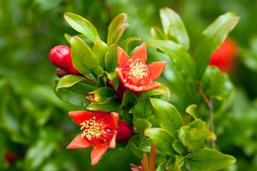 Lá lựu có công dụng chữa tiêu chảy cho bà bầu khá hiệu quả