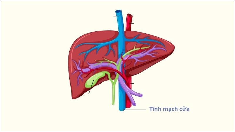 Tĩnh mạch cửa là một mạch máu lớn đổ về gan