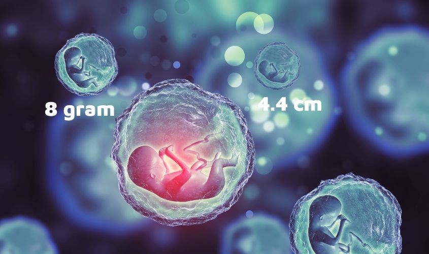 Thai nhi 11 tuần tuổi đã có tim thai và phát triển bộ phận sinh dục Thai nhi 11 tuần tuổi đã có tim thai và phát triển bộ phận sinh dục