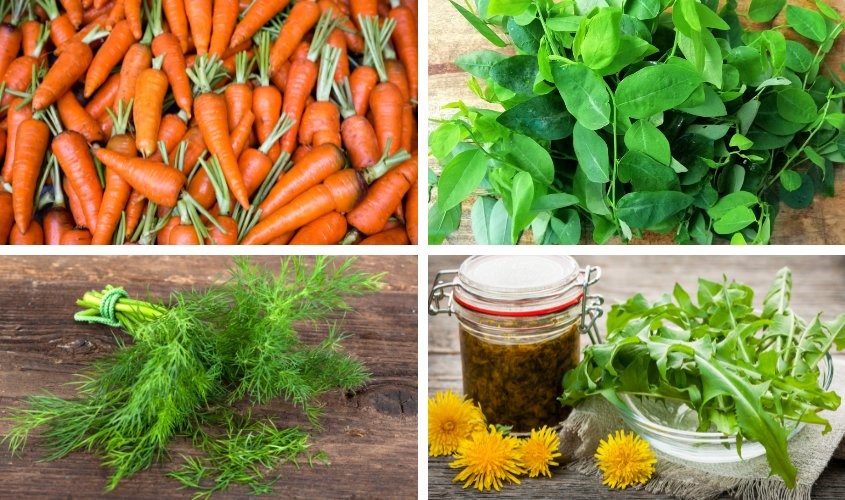 Cà rốt, lá bồ công anh, thì là, rau ngót là các loại thực phẩm làm mát sữa mẹ rất tốt Thực phẩm làm mát sữa mẹ