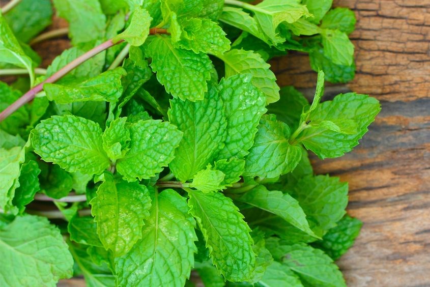 Sử dụng lá bạc hà để tắm cho trẻ bị tay chân miệng