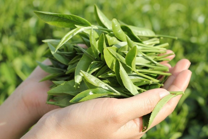 Lá chè xanh có tính kháng viêm, thường dùng để tắm nếu mắc bệnh ngoài da