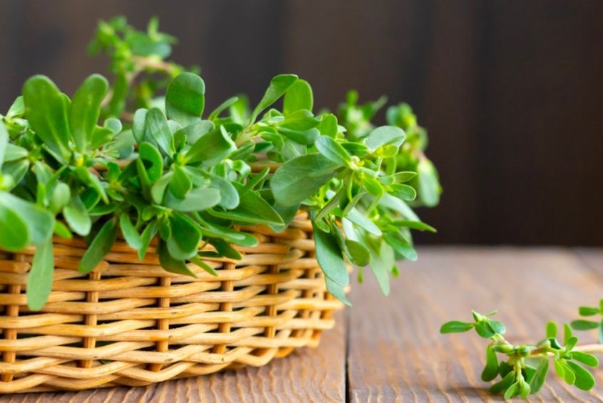 Sử dụng lá rau sam để tắm cho trẻ bị tay chân miệng