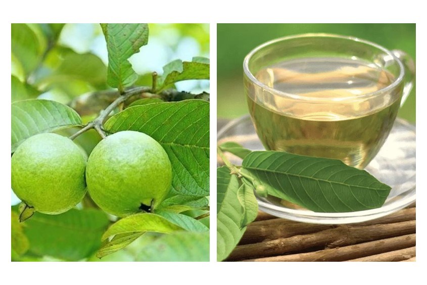 Cách pha trà lá ổi giúp giảm cân cho mẹ bỉm