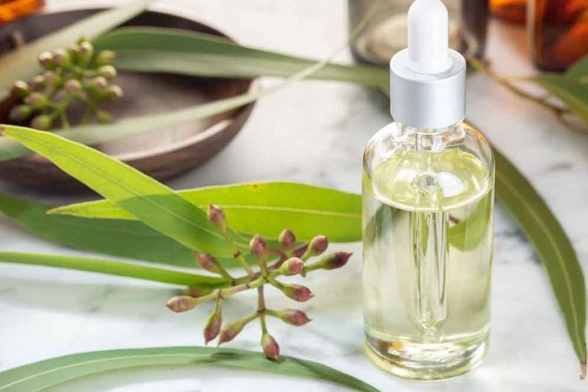 Tinh dầu khuynh diệp có nhiều tác dụng hữu ích cho sức khỏe Tinh dầu khuynh diệp có nhiều tác dụng hữu ích cho sức khỏe