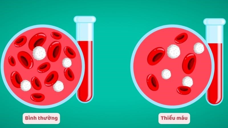 Đồng có trong vải làm tăng số lượng hồng cầu trong máu