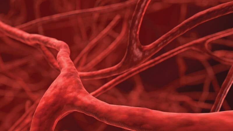 Rutin có trong vải có khả năng giúp tái tạo lại các mạch máu đã bị hỏng.