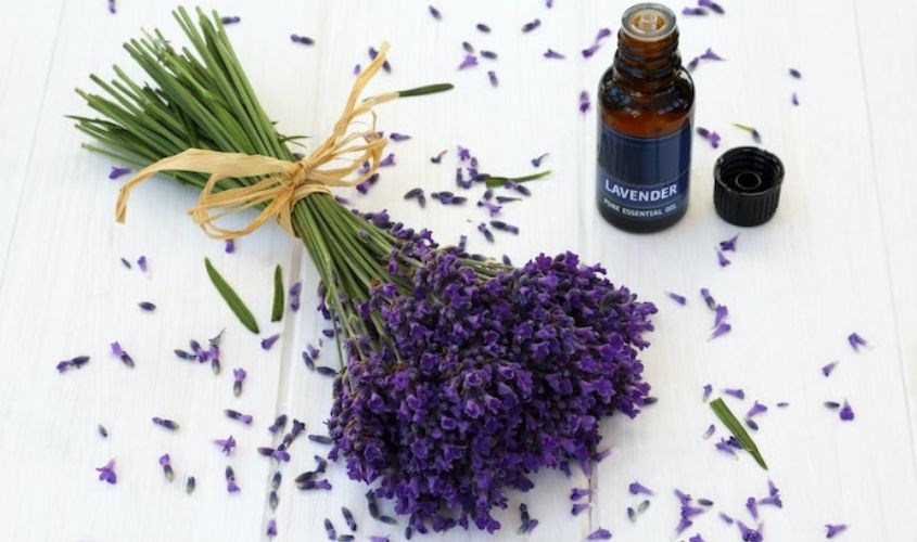 Tinh dầu Hoa Oải Hương