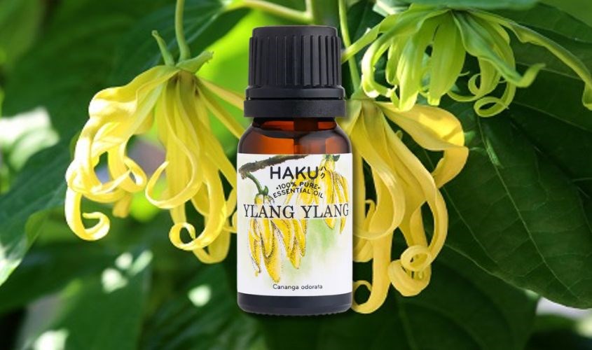 tinh dầu ngọc lan tây