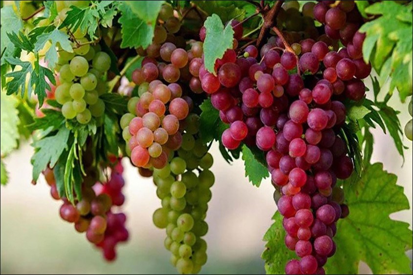 Ăn nho rất tốt cho sức khỏe của mẹ bầu và thai nhi bầu tháng đầu nên ăn gì tốt cho mẹ và thai nhi