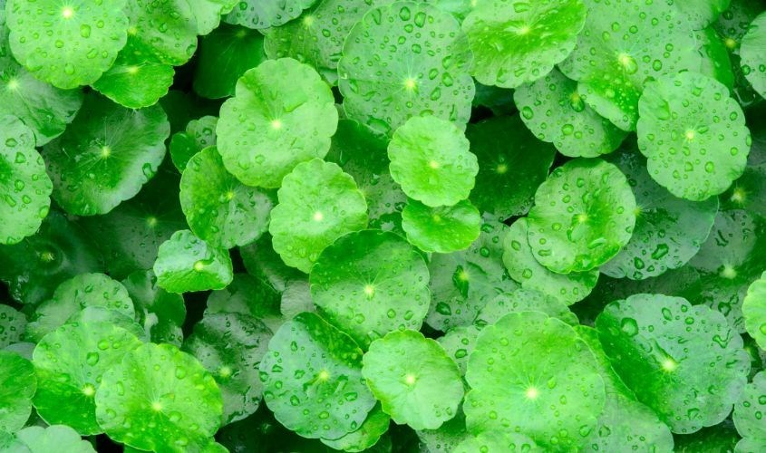 Chiết xuất rau má là thành phần tự nhiên được tinh chế từ cây rau má