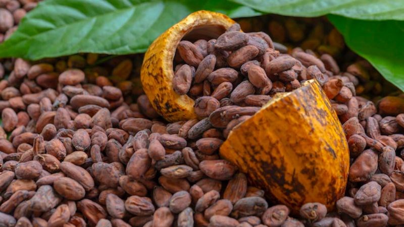 Chiết xuất hạt cacao thúc đẩy quá trình chuyển hoá chất béo thành năng lượng