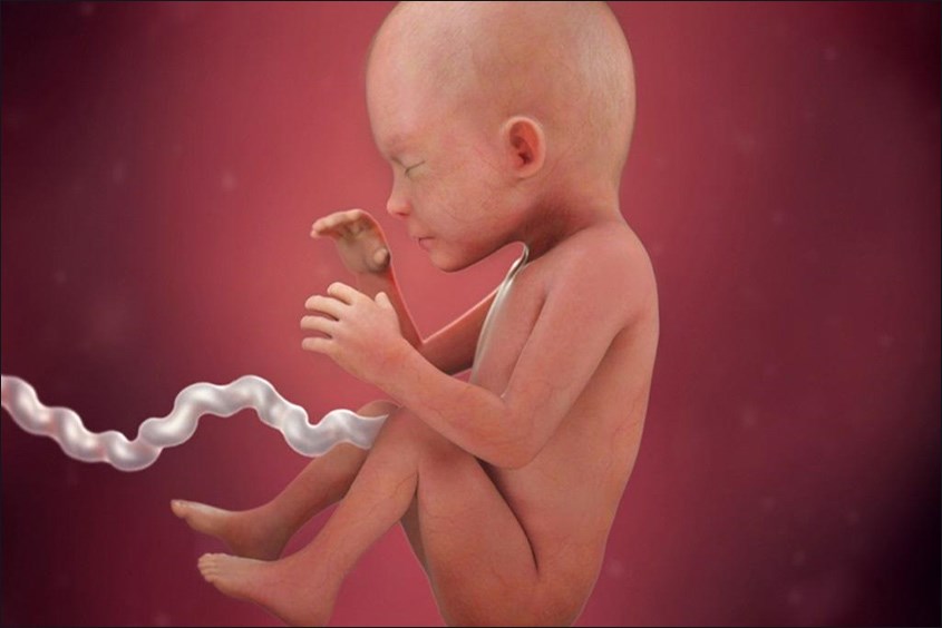 thai nhi 23 tuần tuổi phát triển như thế nào