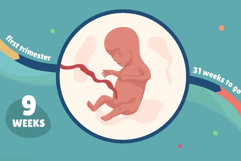 Các chỉ số quan trọng của thai nhi 9 tuần tuổi