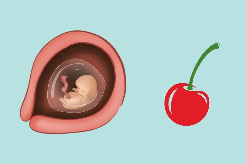 Kích thước thai nhi 9 tuần tuổi tương đương một quả cherry
