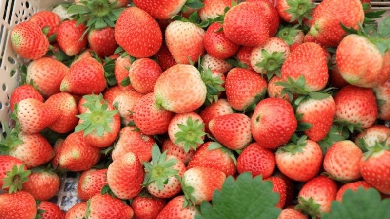 Dâu tây là thực phẩm chứa histamin gây ra tình trạng ho