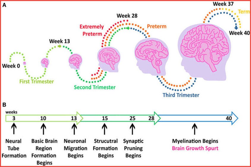 Não bộ của thai nhi 29 tuần có sự phát triển vượt trội so với trước