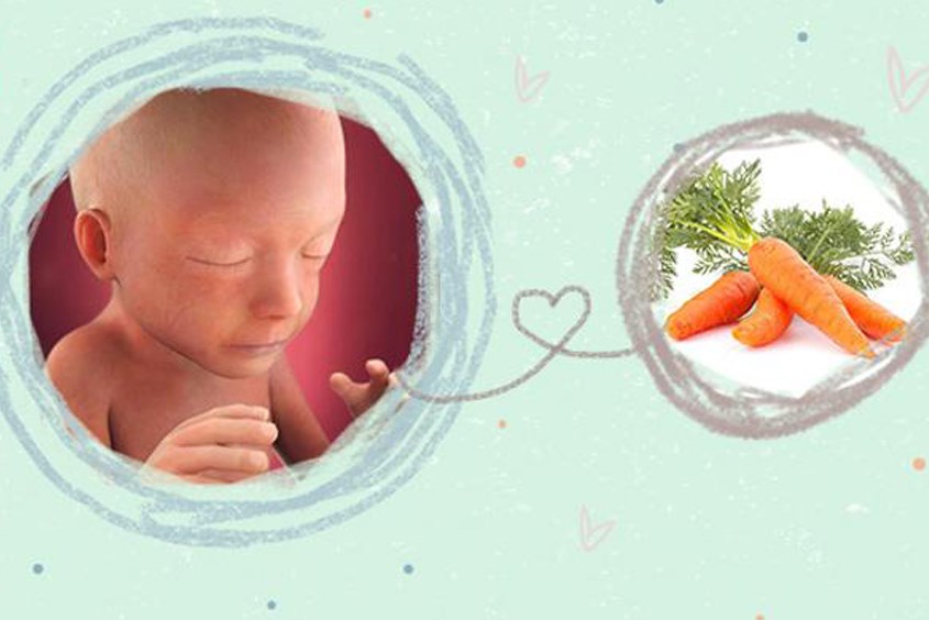 Thai nhi 21 tuần có kích thước bằng củ cà rốt Thai nhi 21 tuần có kích thước bằng củ cà rốt