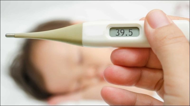 Cây mắt mèo giúp hạ sốt nhanh chóng