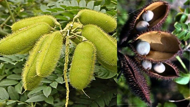 Cây mắt mèo có tên khoa học là Caesalpinia minax Hance thuộc họ Đậu 
