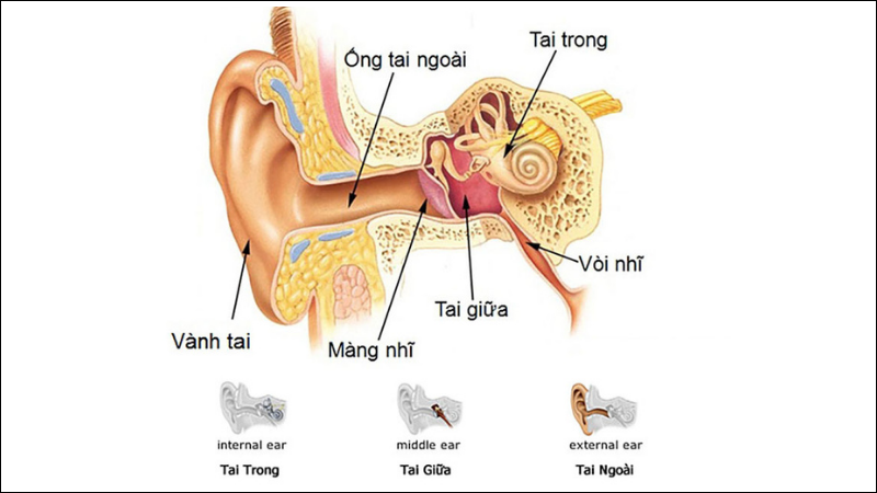 Cấu tạo tai