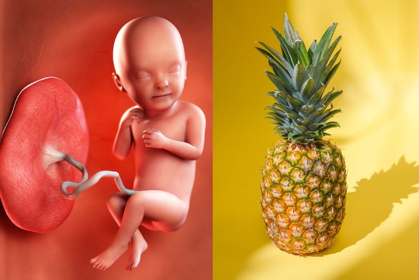 Kích thước thai nhi 33 tuần tương đương một quả dứa Kích thước thai nhi 33 tuần tương đương một quả dứa