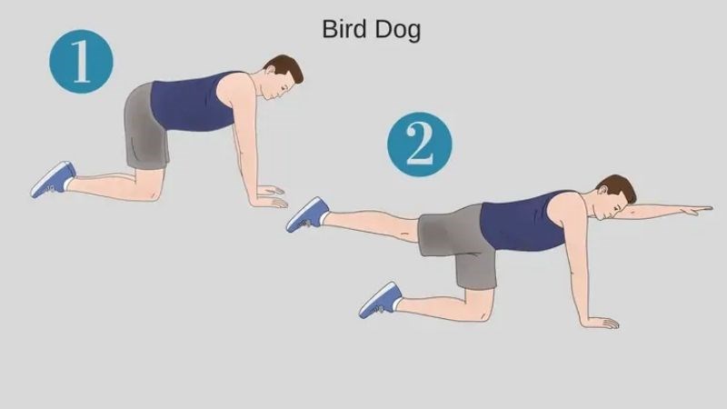 Bài tập tư thế bird dog giúp tăng cường chức năng của cột sống