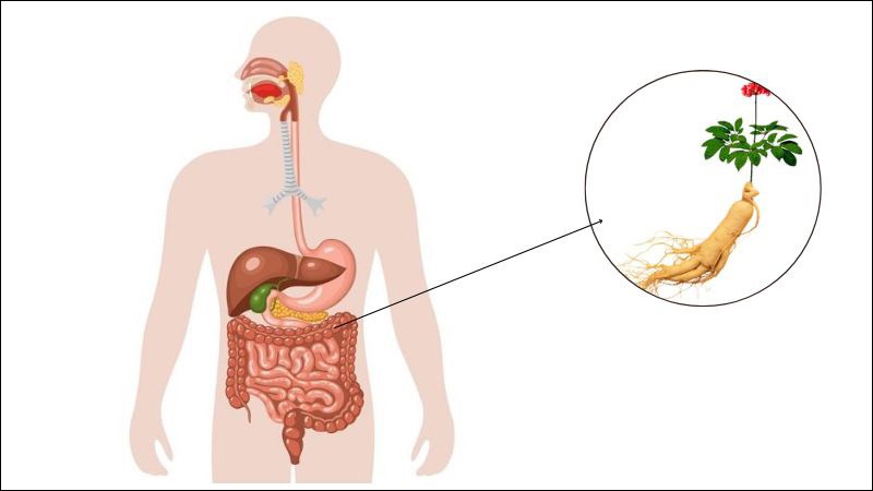 Sâm bố chính là cây thuốc nam có công dụng tăng cường chức năng hệ tiêu hoá.