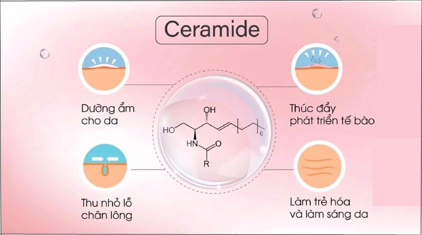 Ceramide đóng vai trò quan trọng trong việc cải thiện hàng rào bảo vệ da