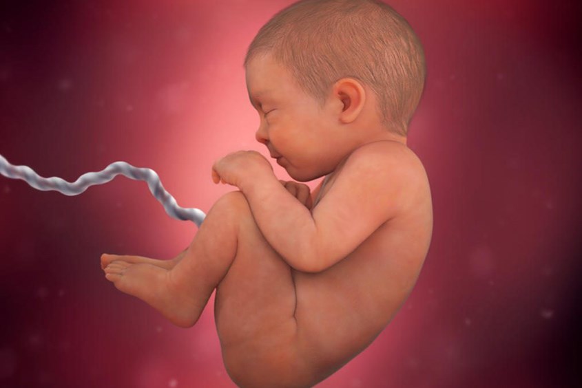 Thai nhi 39 tuần nặng khoảng 3.186 kg 