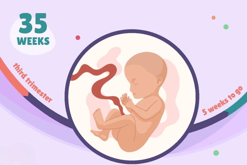 Tìm hiểu sự phát triển của thai nhi 35 tuần