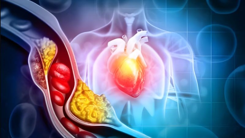 Nhân trần giúp kiểm soát lượng mỡ máu, hạn chế nguy cơ tim mạch nguy hiểm.