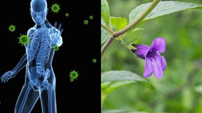 Nhân trần có khả năng ức chế các tế bào ung thư phát triển.