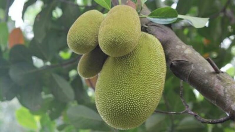 Bà bầu hoàn toàn có thể ăn mít non