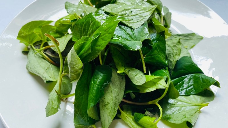 Wash the fish mint and soak it in diluted salt water before using.