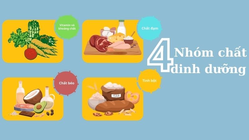 Nên cung cấp đầy đủ chất dinh dưỡng trong bữa ăn hằng ngày Nên cung cấp đầy đủ chất dinh dưỡng trong bữa ăn hằng ngày