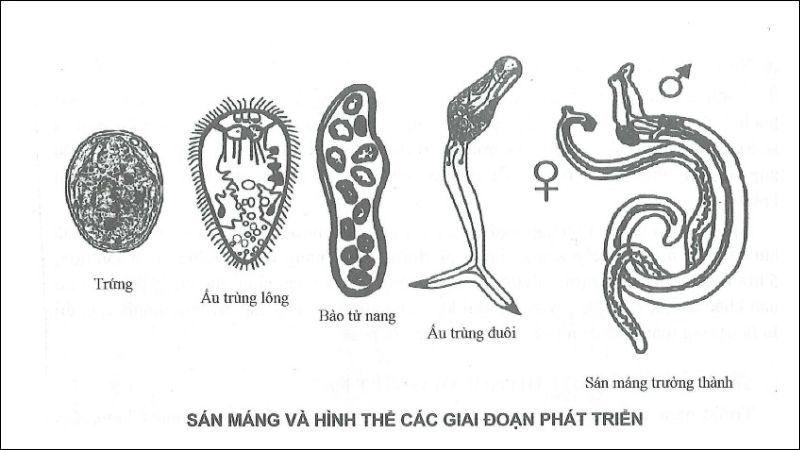 Sán Schistosoma hay còn gọi là Sán máng