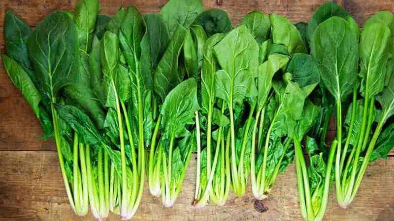 Rau chân vịt là một trong những loại rau chứa nhiều vitamin B và canxi.